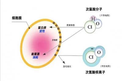 微酸性次氯酸殺毒消毒的研究