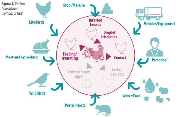 微酸性次氯酸水 微酸性次氯酸水