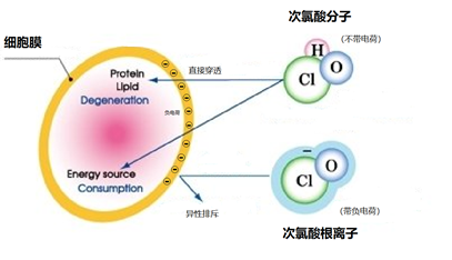 次氯酸可以穿透細(xì)胞膜