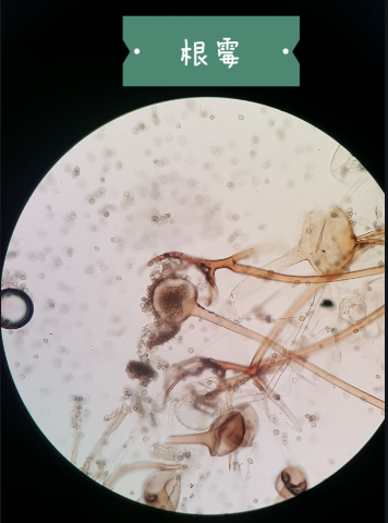 次氯酸水可有效去除霉菌-根菌 次氯酸水可有效去除霉菌-根菌