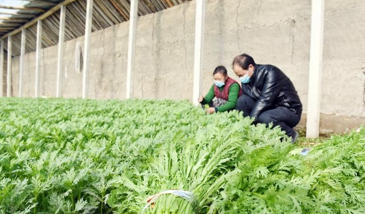 酸性電解水可有效應用于蔬菜和水果大棚 酸性電解水可有效應用于蔬菜和水果大棚